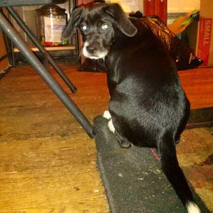 Meet your Posher, Brandy